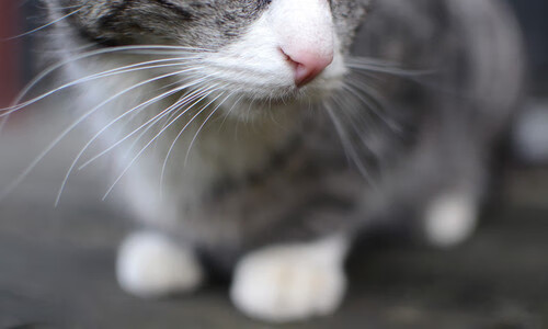 爱游戏体育APP下载-“教练战术：联盟中最厉害的战术大师揭秘”，lol最厉害的教练